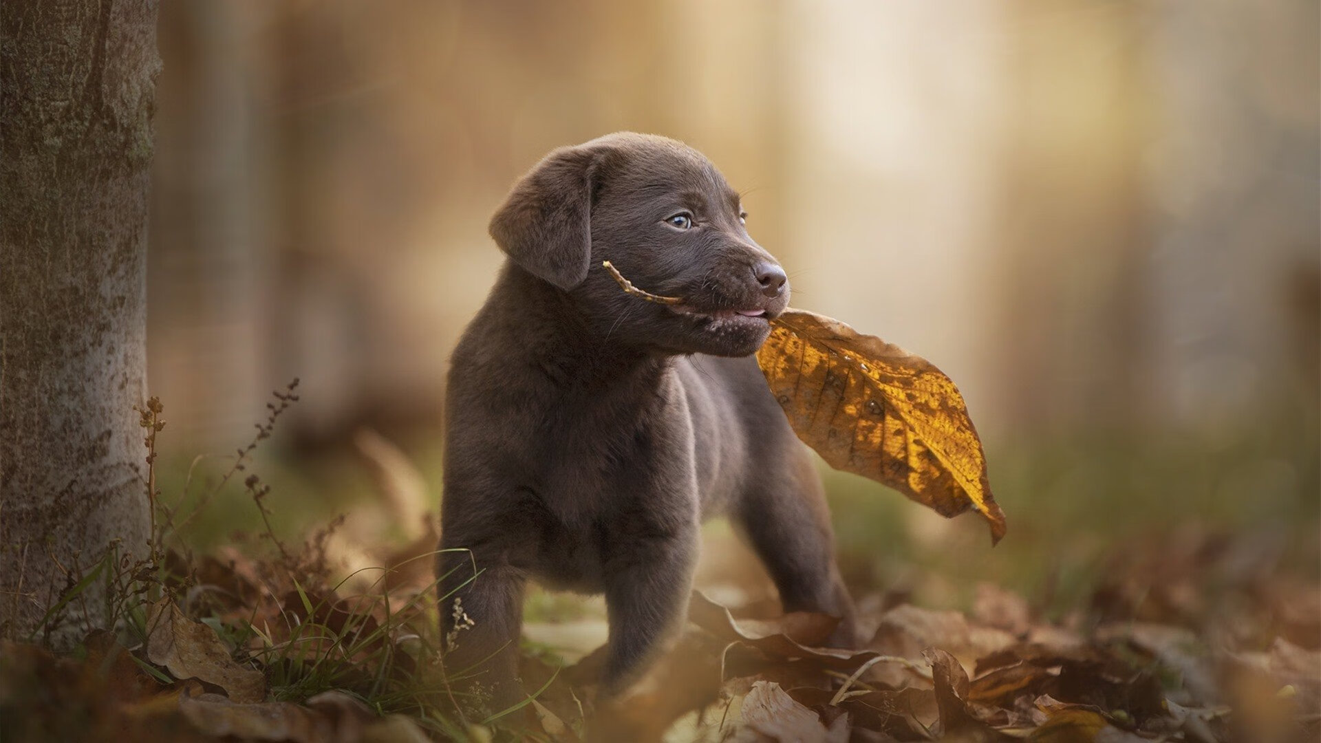 深渊前的两种姿态,当尼斯绝地反击,孙兴慜在抢七中燃烧