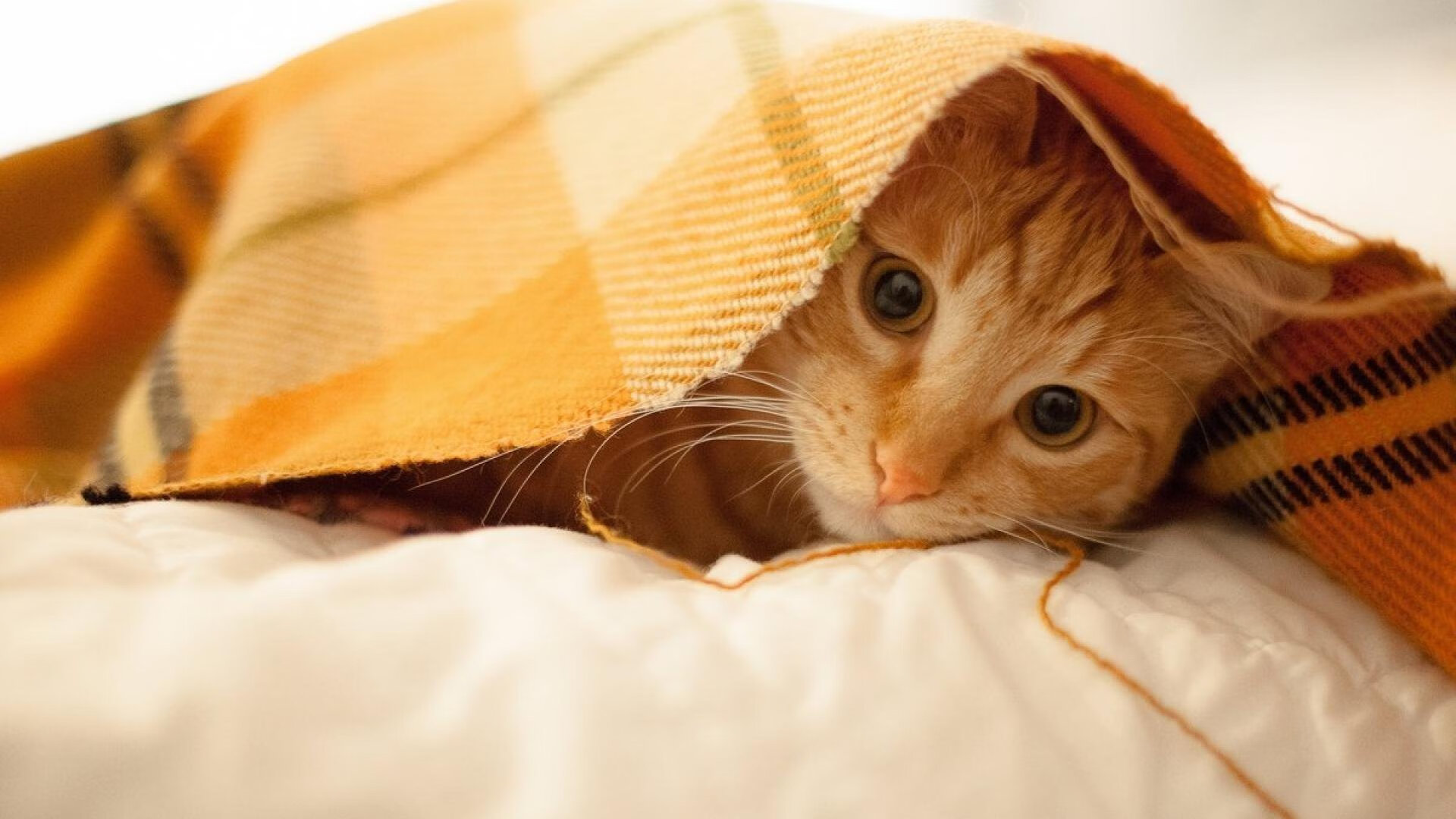 开云APP-钢铁活塞碾碎鹈鹕防线，武切维奇32+15化身内线巨兽，关键卡位战轰出赛季最强音