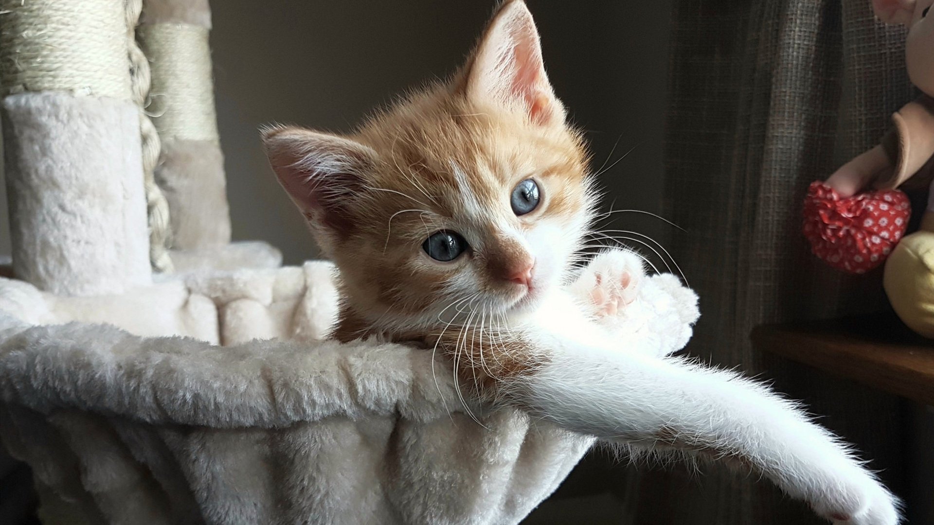 芝加哥公牛对阵天山脚下,当哈利伯顿的节奏成为交响诗