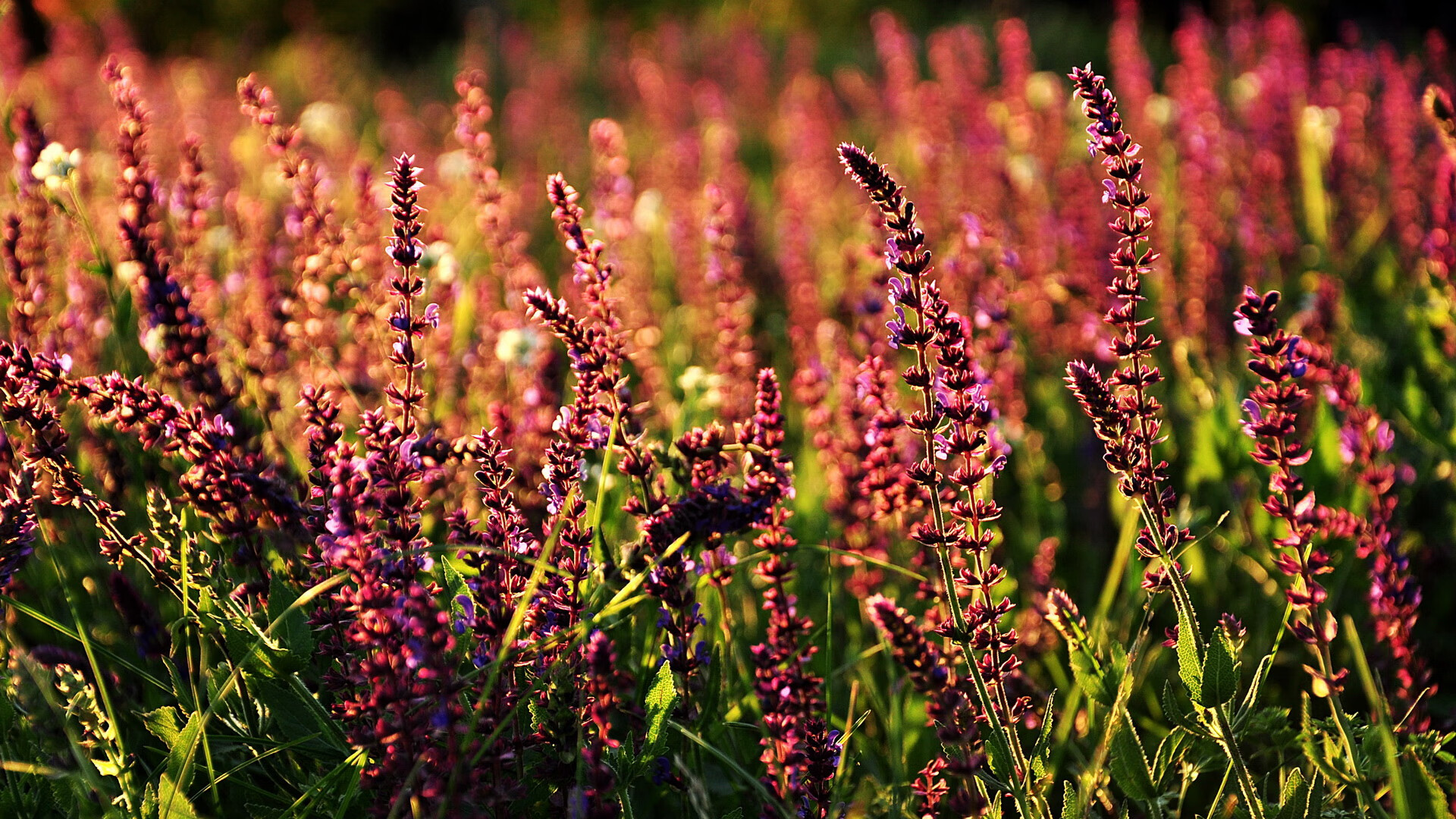 独角戏与铁幕，东契奇的魔术与掘金的铜墙