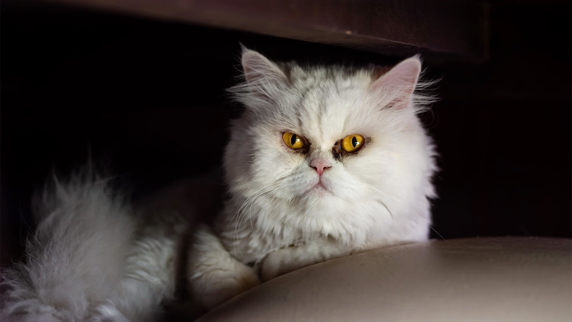 塔图姆,一场定义领袖的季后赛交响乐